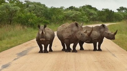 Needles Lodge - Wildlife 1