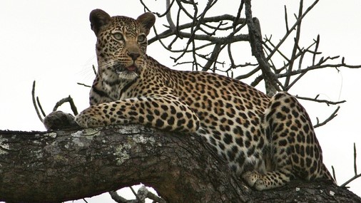 Needles Lodge - Wildlife 6