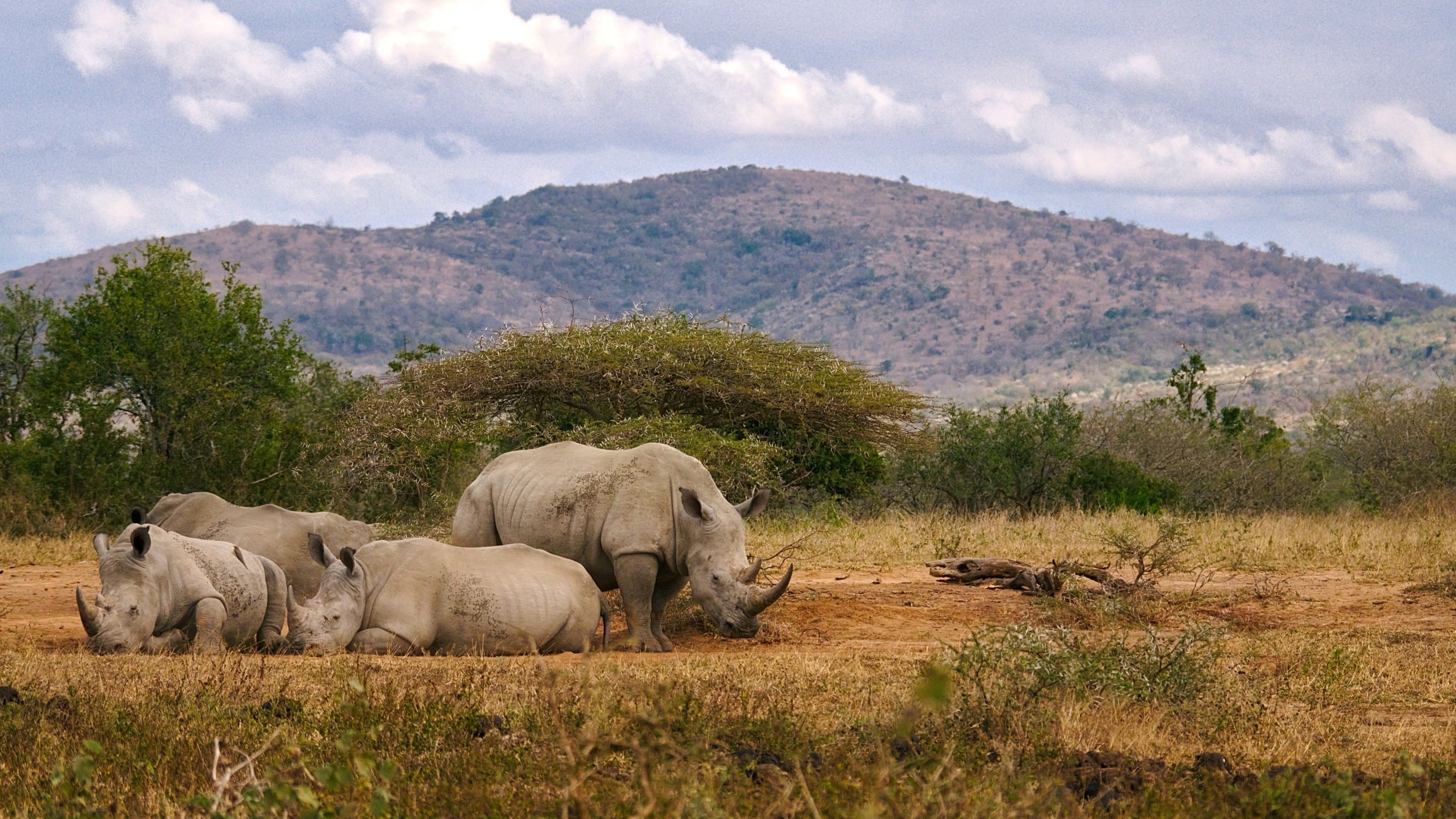 Rhino - Hluhluwe