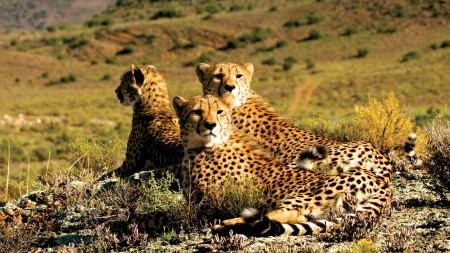 Sanbona Wildlife