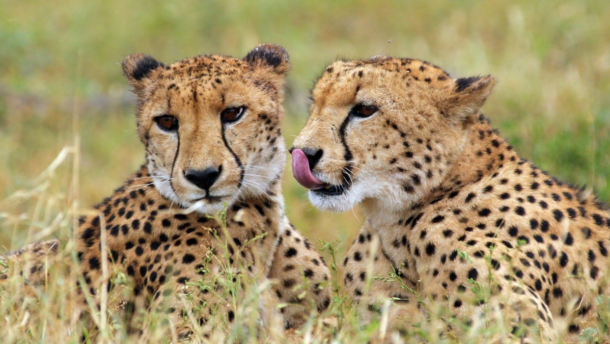 Thanda Cheetah