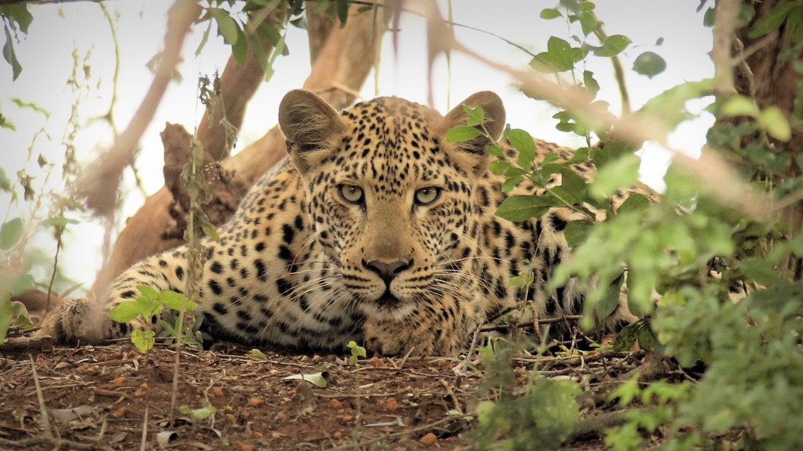 Thanda Leopard 3